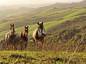 Horse riding tour in Tuscany